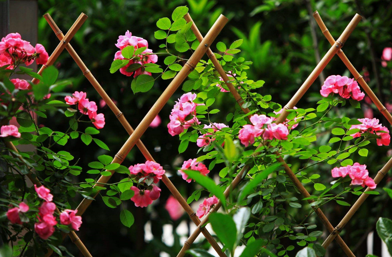 薔薇花可以種在庭院?jiǎn)?家里種薔薇的禁忌有哪些)